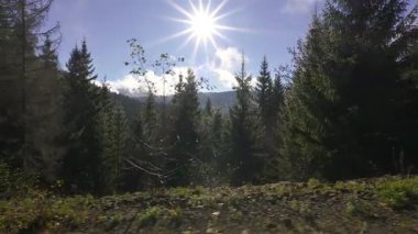 Kamera yanlamasına hareket ederek yemyeşil bir ormanın üzerinde parlayan güneş ışığını yakalıyor. Parlak güneş ve canlı doğal arka plan sıcak, güneşli ve barışçıl bir orman arka planı yaratır..