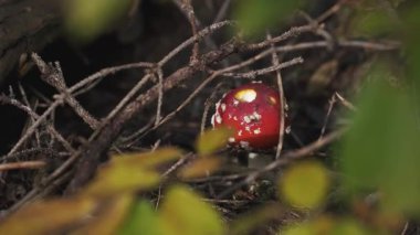 Amanita Muscaria 'nın orman zeminindeki kuru dalların altında yetişen kırmızı bir sineksi mantarın yakın çekimi. Dokuları, renkleri ve ormanın gizemli güzelliğini vurgulayan doğal orman manzarası.