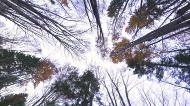Sonbahar ormanlarındaki ağaçların tepeye bakan manzarası. Kamera yavaşça dönüyor. Sonbahar yeşillikleriyle huzurlu, sakin ve karamsar doğa sahnesi rahatlatıcı ve atmosferik bir orman arka planı oluşturuyor..