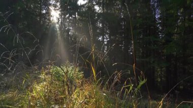 Karanlık, sisli bir ormanı yarıp geçen, altın güneş ışığının kasvetli sabah sahnesi. Yumuşak güneş ışınları ve güneş ışınları ağaçların arasından geçerek, barışçıl bir sonbahar doğası arka planı oluşturur..