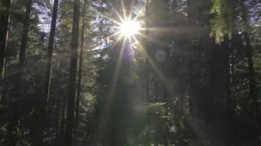 Ilık gün doğumu ışığı yemyeşil ormandaki uzun ladin ağaçlarının arasından süzülür. Güneş ışınları ormanı aydınlatırken kamera düzgün bir şekilde yana hareket ediyor ve sakin, güneşli bir orman arka planı oluşturuyor.