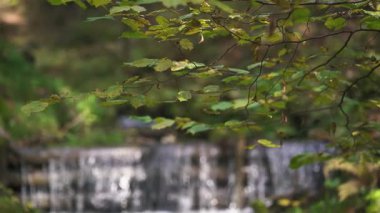 Yumuşak odaklı dağ deresi ve güneşli bir sonbahar ormanında akan küçük şelale şelalesi. Yavaş hareket eden su hareketleri, sıçramalar ve ağaç dalları sıcak ve huzurlu bir arka plan oluşturur.