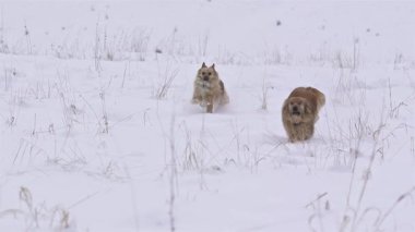 Kış doğasında taze toz karda koşan iki köpeğin yavaş çekimleri. Kahverengi melez köpekler neşe ve hareketle dolu huzurlu ama enerjik bir açık hava anını yakalıyorlar..