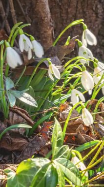 Güneşli bir bahar sabahı, orman zemininde hızla açan kar damlalarının dikey zamanlaması. Güneş ışınları ve hareket eden gölgeler doğanın uyanmasını sağlayan nazik, parıldayan bir atmosfer yaratır..