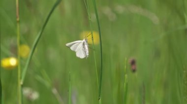 Beyaz siyah damarlı güve Siona lineata yeşil bir çayırda çimenlere tırmanıyor, sonra da uçuyor. Huzurlu bir yakın çekim anı. Hassas bir böceği ağır çekim yakalıyor..