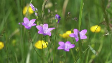 Mor bir çan çiçeğine, yeşil bir alp çayırına inen küçük, tozlaşan bir böceğin yakın çekimi. Çiçek güzelliğinin huzurlu doğal arka planı, Ağır çekim.