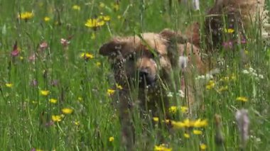 Şirin kahverengi melez bir köpek renkli bir çayırda yürüyor. Barışçıl açık hava sahnesi zengin yaz doğası ve çiçek açan manzara içinde neşeli bir hayvan hareketi yakalıyor..