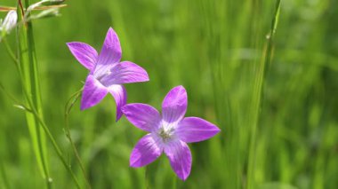 Narin mor çan çiçeklerinin yakın çekimi taze yeşil bir çayırda rüzgarda usulca sallanıyor. Huzurlu doğal arka plan, sakin ve canlı bahar güzelliğini yakalıyor..