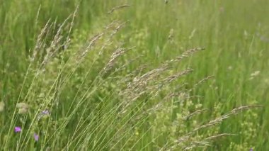 Yeşil çimenlerin ve çiçek saplarının yakın çekimi verimli bir çayırda yaz esintisinde usulca sallanıyor. Huzurlu doğa, sakin hareket ve sakin doğal arka plan..