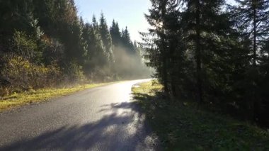 Sakin bir orman yolunun üstündeki ağaçların arasından süzülen altın sabah güneş ışınları. Huzurlu ve sisli bir gün doğumu sahnesi. Sıcak güneş ışığı ve sakin orman atmosferiyle sakin bir doğal yolculuk arka planı oluşturuyor.