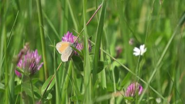 Küçük Heath Kelebeği 'nin yakın çekimi, Coenonympha Pamphilus, verimli yeşil bir yaz otlağında açan kırmızı yonca çiçeğinin üzerinde oturuyor. Canlı bir şekilde fauna ve floranın altını çizen huzurlu doğa sahnesi