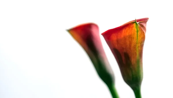 Red Calla Lily Flower detail — Stock Photo, Image