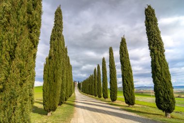 Pastoral Tuscan manzara ile selvi sokak yakınındaki Pienza, Val dorcia, İtalya