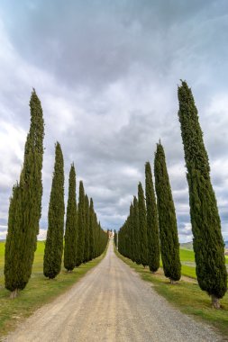 Selvi sokak yakınındaki Pienza, Val d'Orcia, İtalya ile manzara pastoral Tuscan
