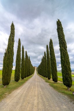 Selvi sokak yakınındaki Pienza, Val d'Orcia, İtalya ile manzara pastoral Tuscan
