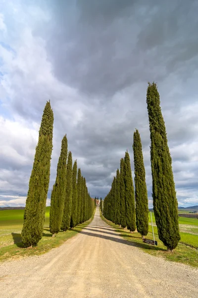 Idyllic Tuscan landscape with cypress alley near Pienza, Val d 'Orcia, Italy — стоковое фото