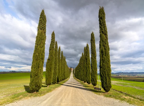 Selvi sokak yakınındaki Pienza, Val d'Orcia, İtalya ile manzara pastoral Tuscan