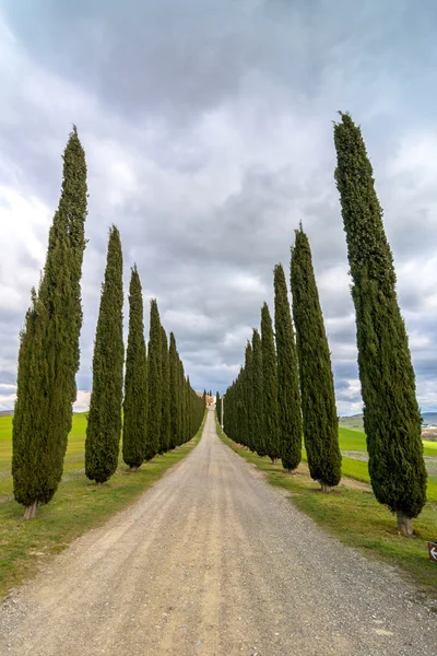 田园诗般的托斯卡纳景观和柏树巷附近皮恩扎，Val 奥斯塔山谷，意大利 — 图库照片