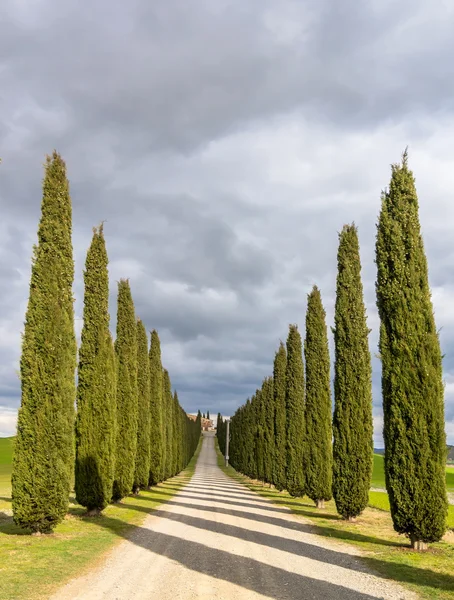 Idyllic Tuscan landscape with cypress alley near Pienza, Val d 'Orcia, Italy — стоковое фото