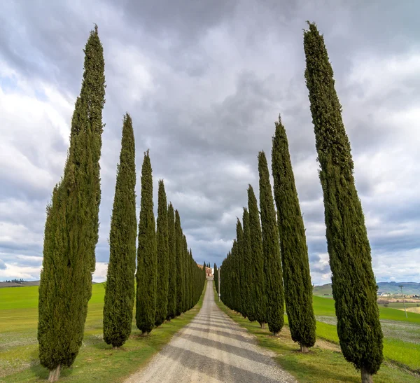 田园诗般的托斯卡纳景观和柏树巷附近皮恩扎，Val 奥斯塔山谷，意大利 — 图库照片