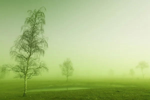 Een Mystic boom — Stockfoto