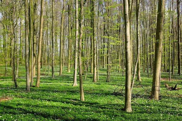 Forrest άνοιξη — Φωτογραφία Αρχείου