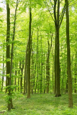 Forrest bahar