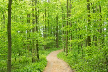 Forrest bahar