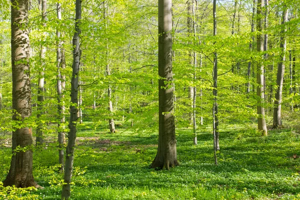 Forrest na primavera — Fotografia de Stock