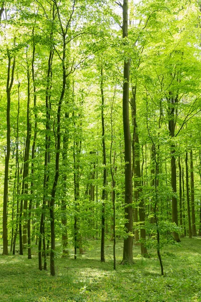 Forrest άνοιξη — Φωτογραφία Αρχείου