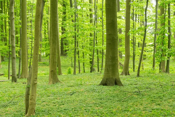 Forrest άνοιξη — Φωτογραφία Αρχείου