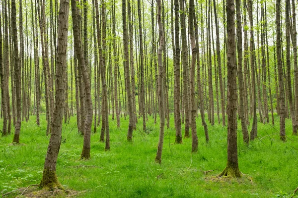 Forrest άνοιξη — Φωτογραφία Αρχείου