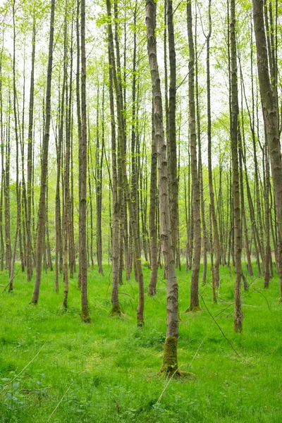 Forrest άνοιξη — Φωτογραφία Αρχείου