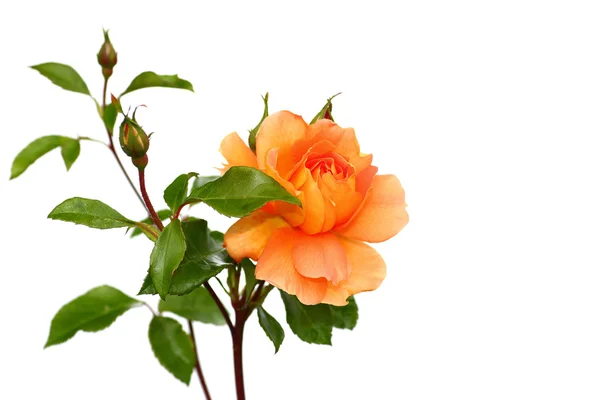 Rose — Stock Photo, Image