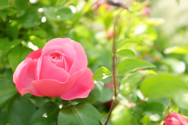 Rosa. — Fotografia de Stock