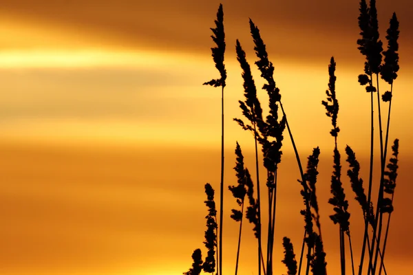 BELLISSIMA ORANGE SUNSET — Foto Stock