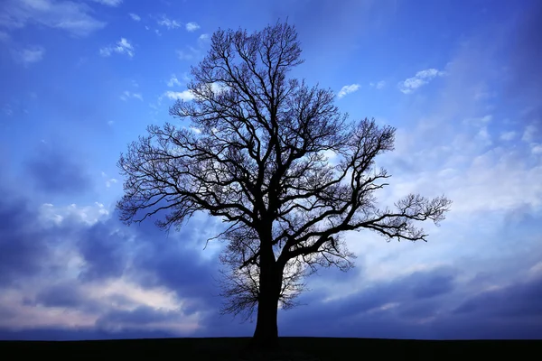 Bellissimi tre alberi — Foto Stock