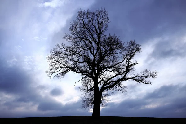 Bellissimi tre alberi — Foto Stock