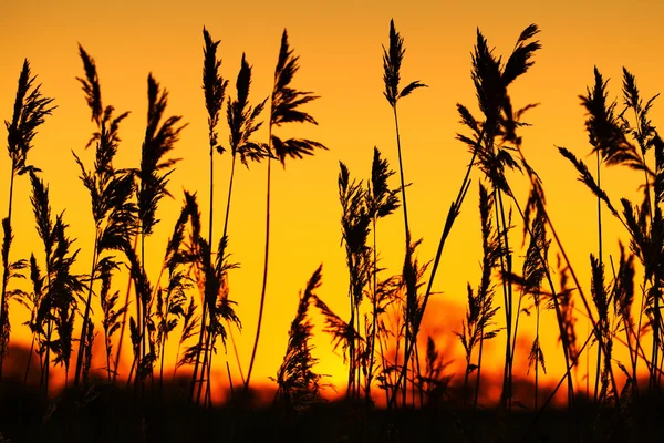 Reed door zonsondergang — Stockfoto