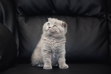 Gri kedicik İskoç kedisi siyah arka planda oturur.