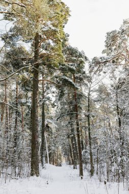 Kış manzarası. Karla kaplı kozalaklı ormandaki ağaçların arasından geçeceğiz. Seçici odak.
