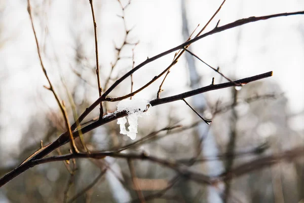 Concept Printemps Neige Fondante Glace Sur Une Branche Arbre Gros — Photo