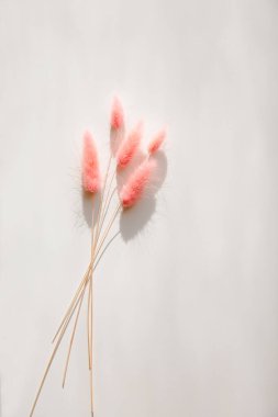 Beyaz arka planda kurumuş çimenler. Asgari tarz moda konsepti. Sert güneş gölgeleri.