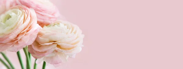 Beautiful bouquet of pink ranunculus. Buttercup flower petals close-up. Soft focus. Greeting card for Women\'s Day. Banner, mock up.