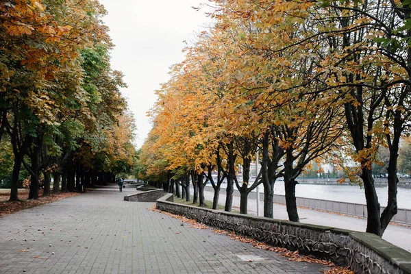 Sonbaharda şehir parkında boş bir yol. Sarı ağaçlar, sonbaharda dökülen kestane yaprakları..