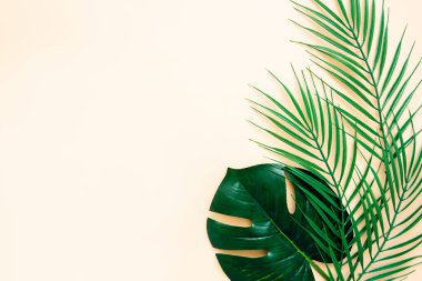 Bej bir arka planda bir palmiye ağacının yeşil yapraklarını taklit et. Düz yatıyordu. Tropik ağaç yapraklarıyla minimalist yaz konsepti.