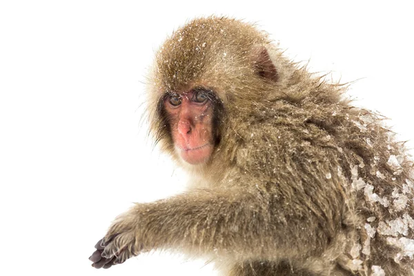 Macaco de mono de nieve japonés — Foto de Stock