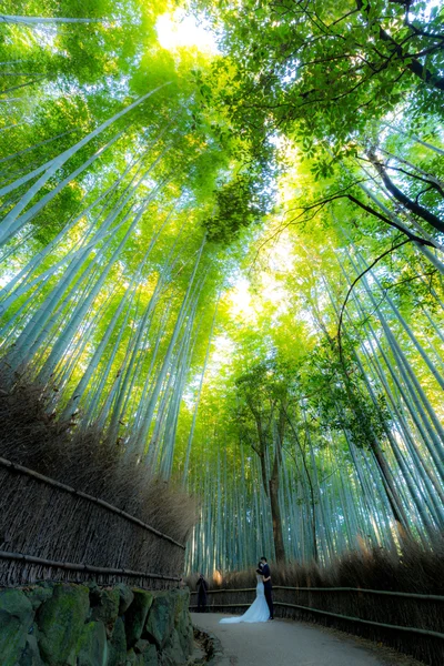 Bosque de bambú de Arashiyama — Foto de Stock