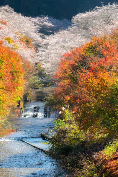 Nagoya, Obara Sakura jesienią — Zdjęcie stockowe