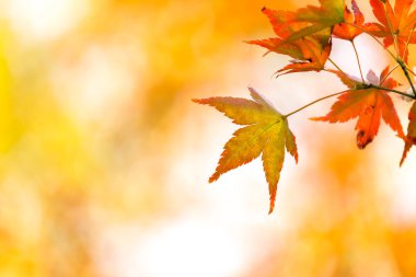 sonbahar parkta sonbahar yaprakları